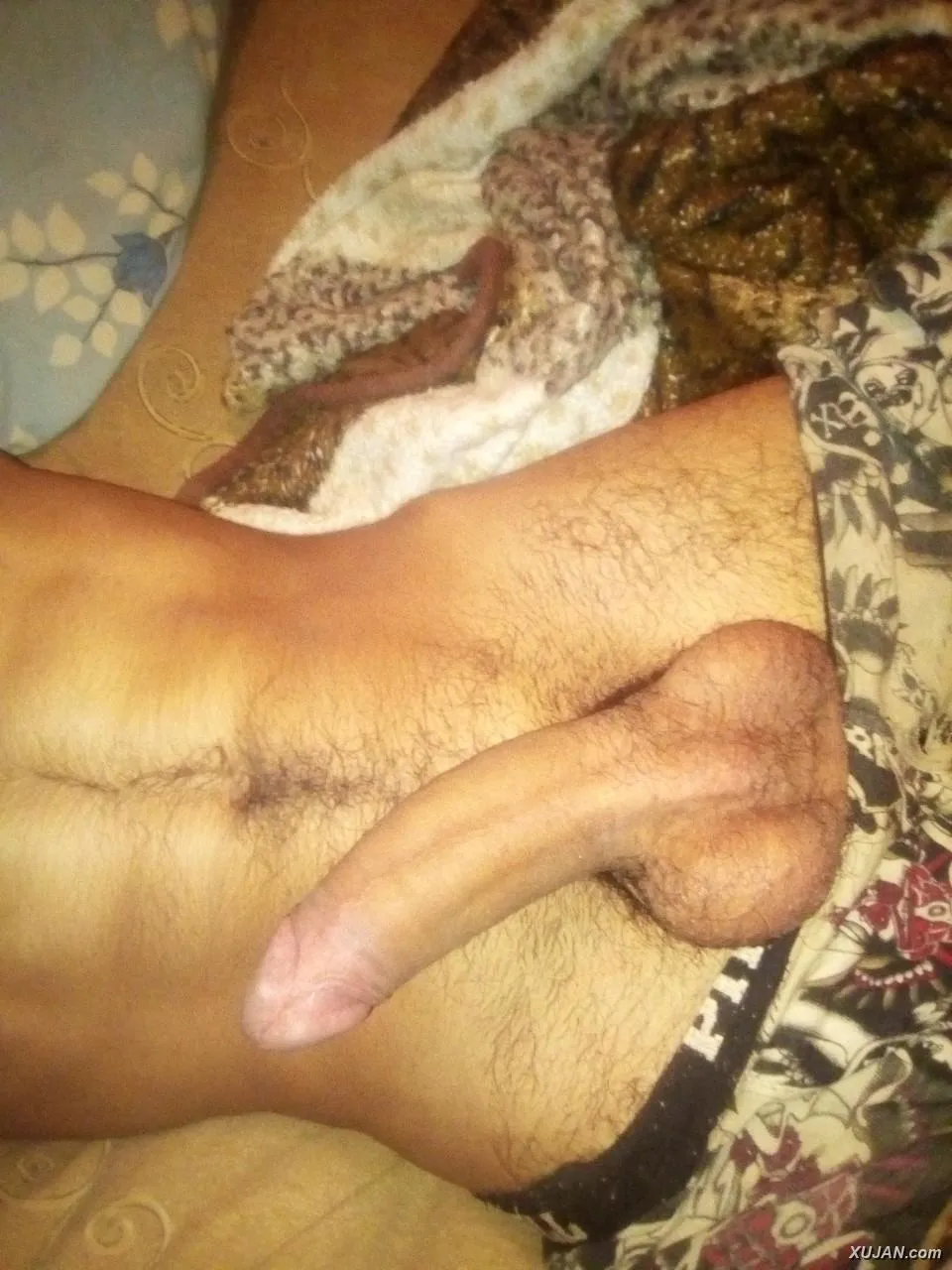 Hameceq porceq - Photo #25894
