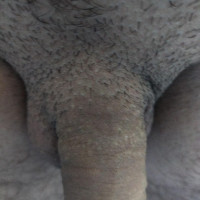 Mrutis