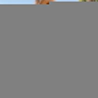 Dzer sireli PB napastaky