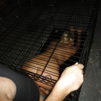 Amateur chick with a hot ass Jessie Andrews does blowjob from a cage