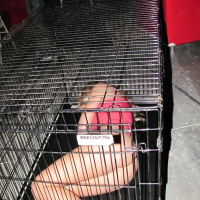 Amateur BDSM scene with a hot babe Jessie Andrews in a cage