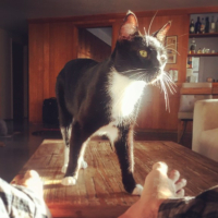 james deens cats