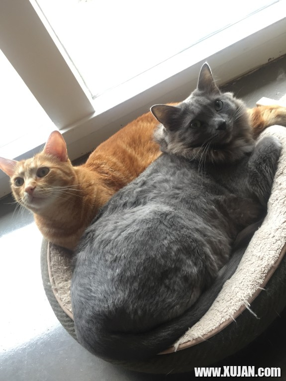james deens cats - Photo #541721