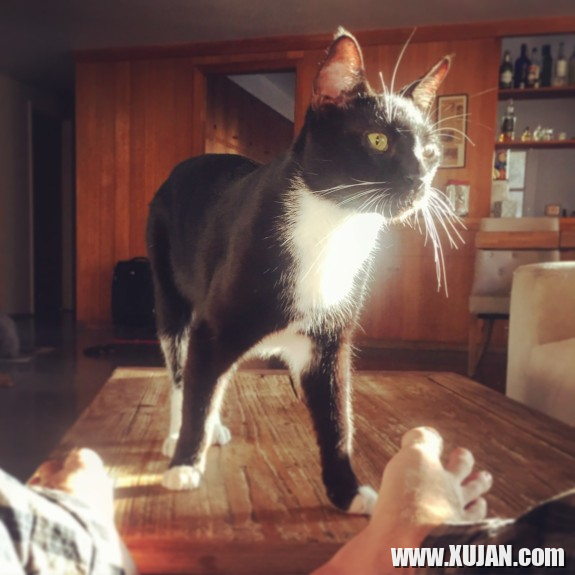 james deens cats - Photo #541722