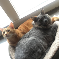 james deens cats