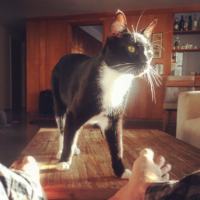 james deens cats