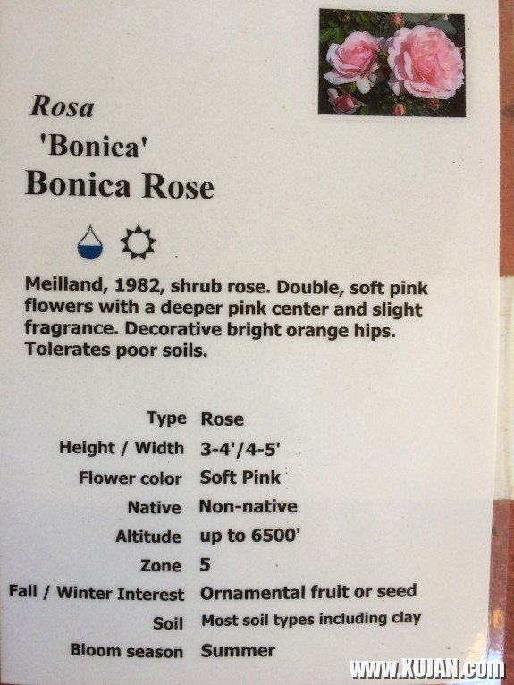 Rose descriptions - Photo #750363
