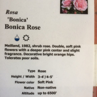 Rose descriptions
