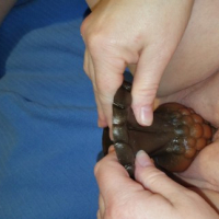 Bad Bad Dragon