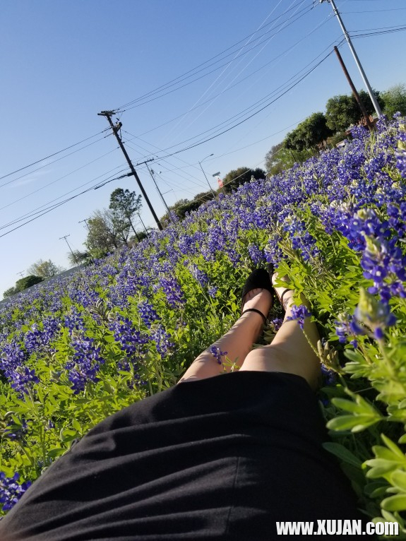 Khaghal Bluebonnets um - Photo #1054951