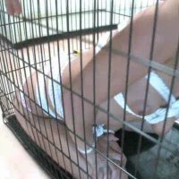 Devote teen Teagan Summers sucks cock in a cage