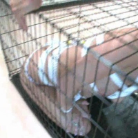 Devote teen Teagan Summers sucks cock in a cage