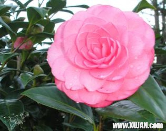 Kumeliayi aliqner - Photo #2005541