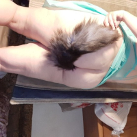 Nor seqsual irer