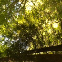 Batsotya Pic Shetuyq Plus dekoratsia blurneri vra Whatrsquo n dzer sirelin e