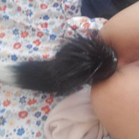 Furry Fox Baby