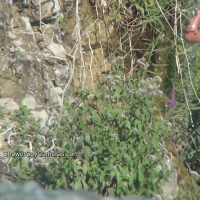 Seqsual tkhaher aghjik vorynerkayatsvum e taqnvats tesakhtsiki arjev