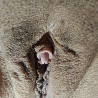Clit Shot