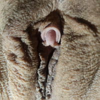 Clit Shot