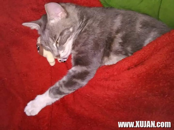 Ilovekittycats - Photo #2807743