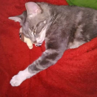 Ilovekittycats
