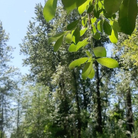 Bnutyan mej merkanalov