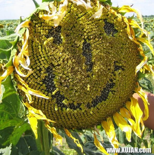 Sery eritasard ukrainatsi het arevatsaghki dashtum - Photo #2827846
