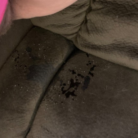 Couch Piss Adventure