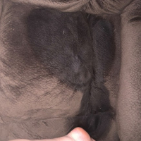 Couch Piss Adventure