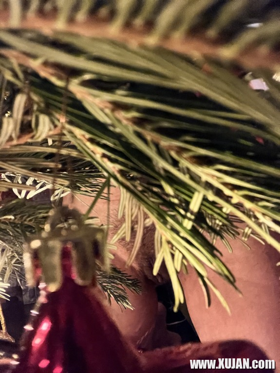 Merk urakh Xmas - Photo #2954758