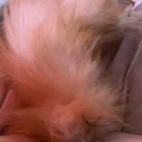 Handipeq Furryvixenviv 3 um