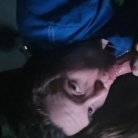 kliry berany