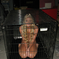 Amateur babe Jessie Andrews is imprisoned in her socks in a cage
