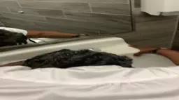 Talisa hanrayin avtotnaki logaranum