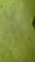 asikon charbaxci