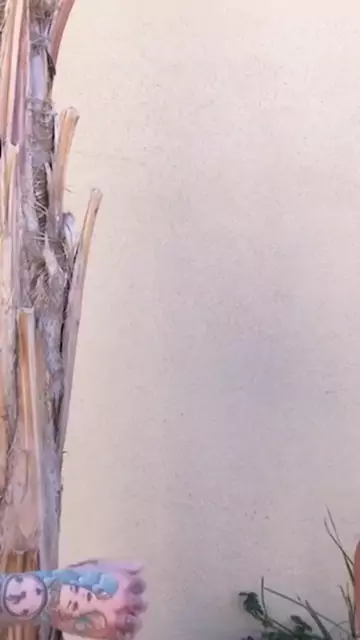 danika inked slides inside