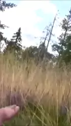 անտառում ոռից քունեց
