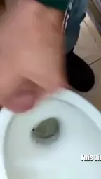 zuqaranum