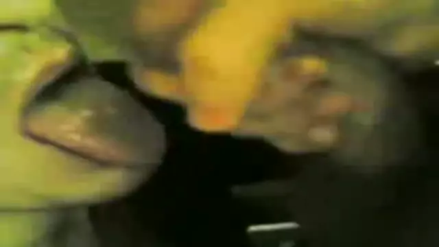 Tapuma beranis mej u verjum asum,vor gandon em