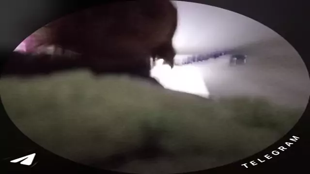 1857073083725724783