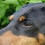 Doberman