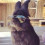 norik_antonyan