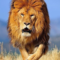 KING_of_WORLD