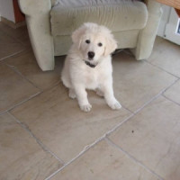oscar