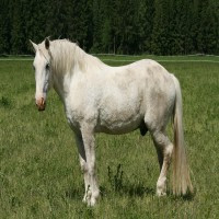 ArturVel