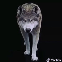 torgom